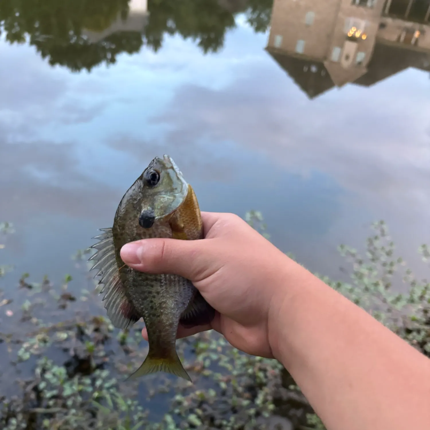 Bluegill caught on Fishbrain