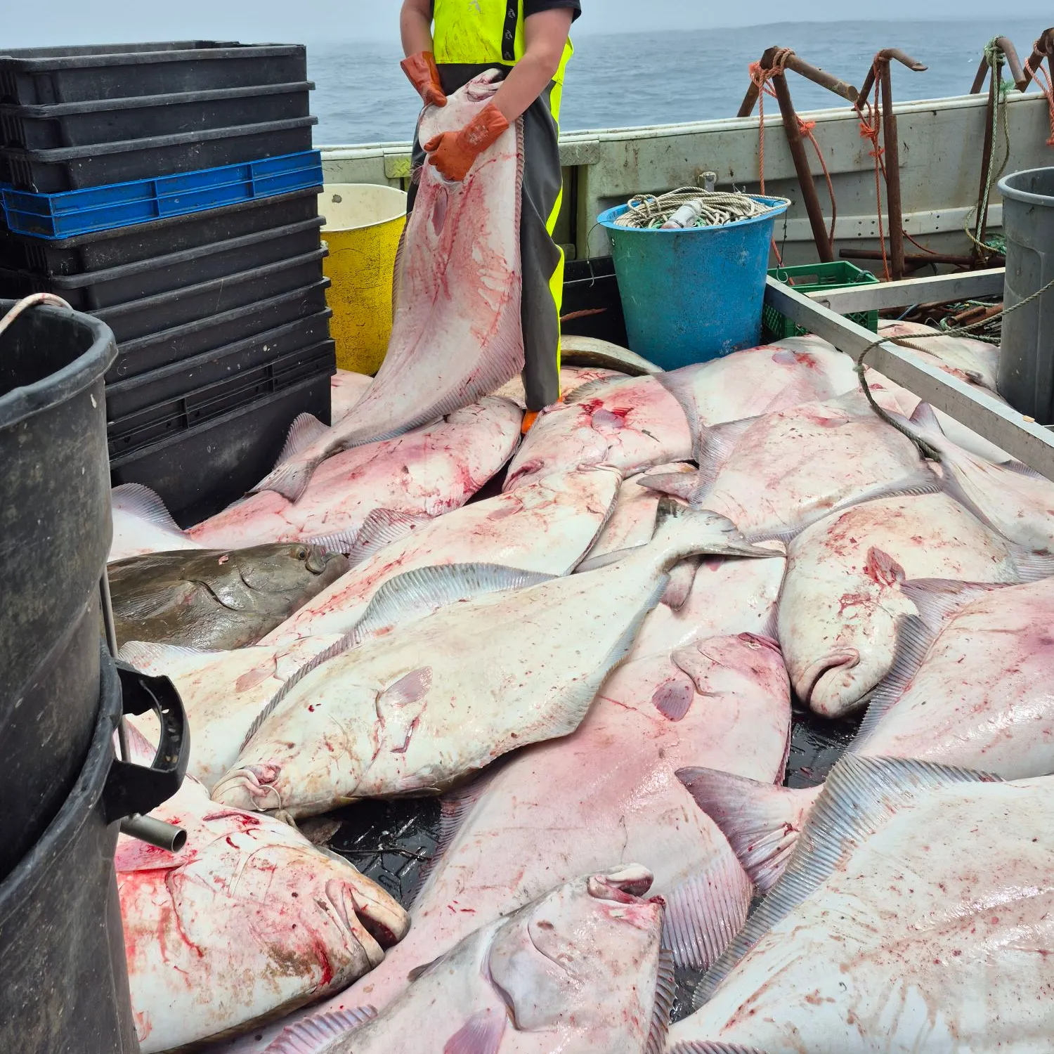 The most recent Atlantic halibut catches on Fishbrain