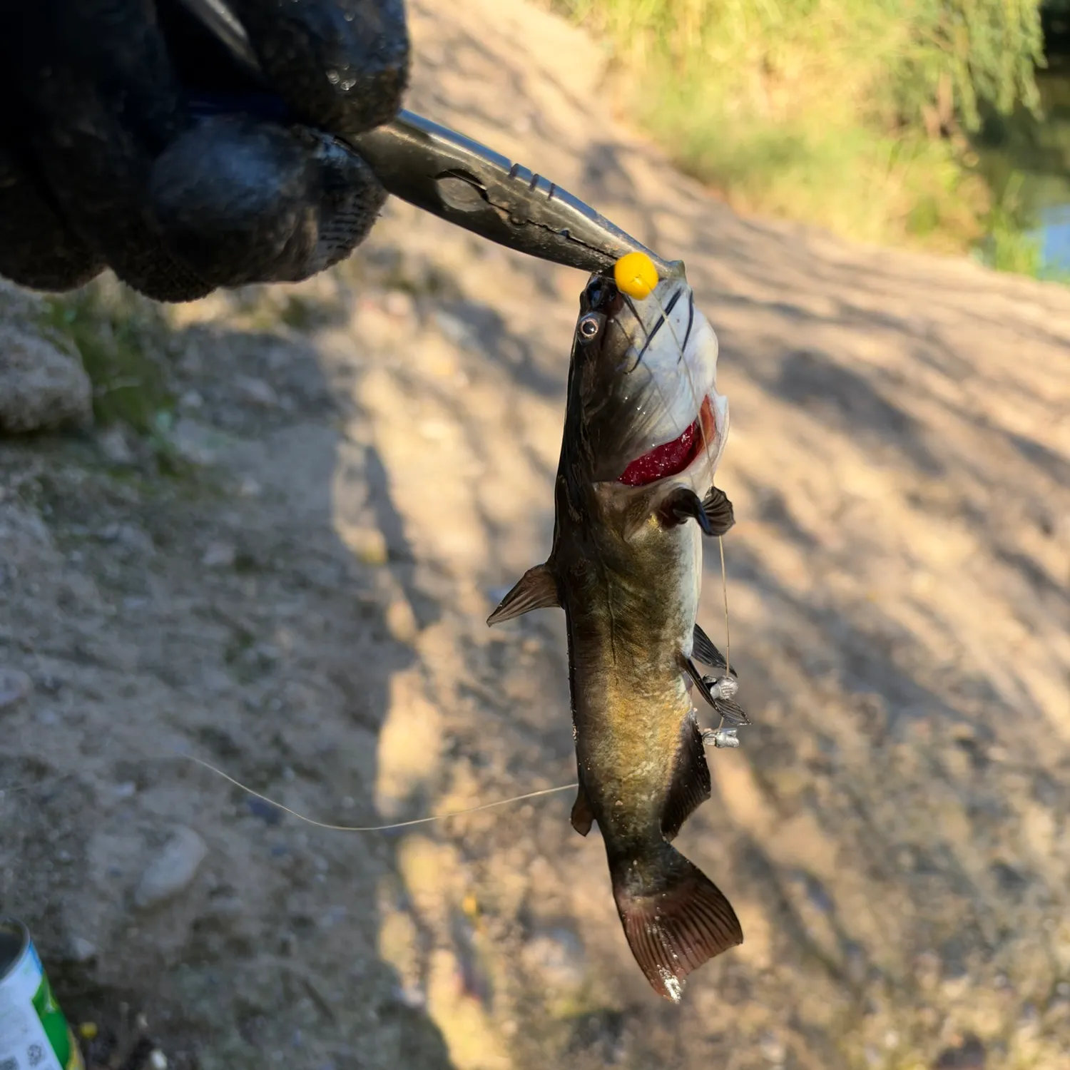 Fish caught on Fishbrain