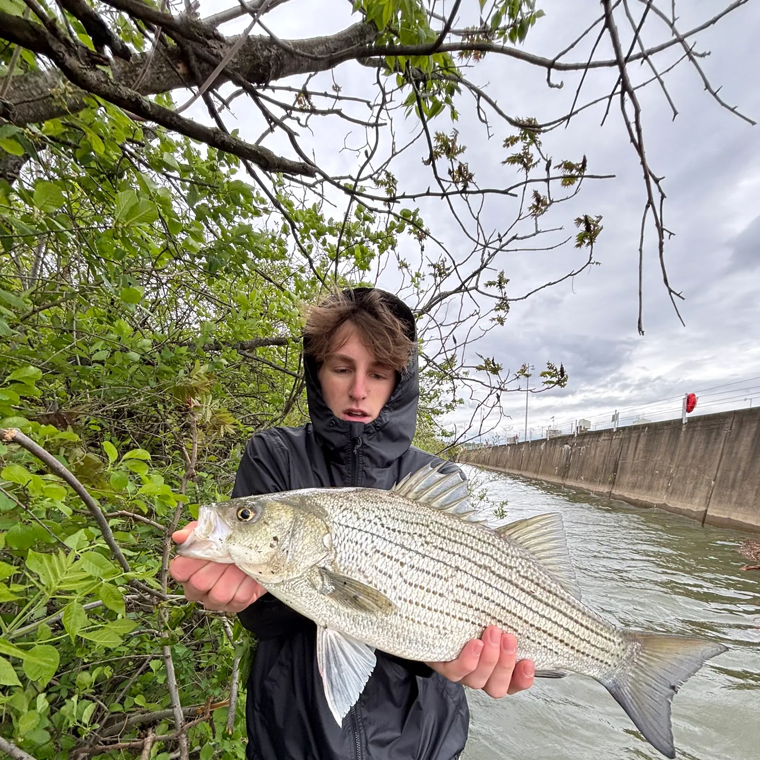 most liked catch image