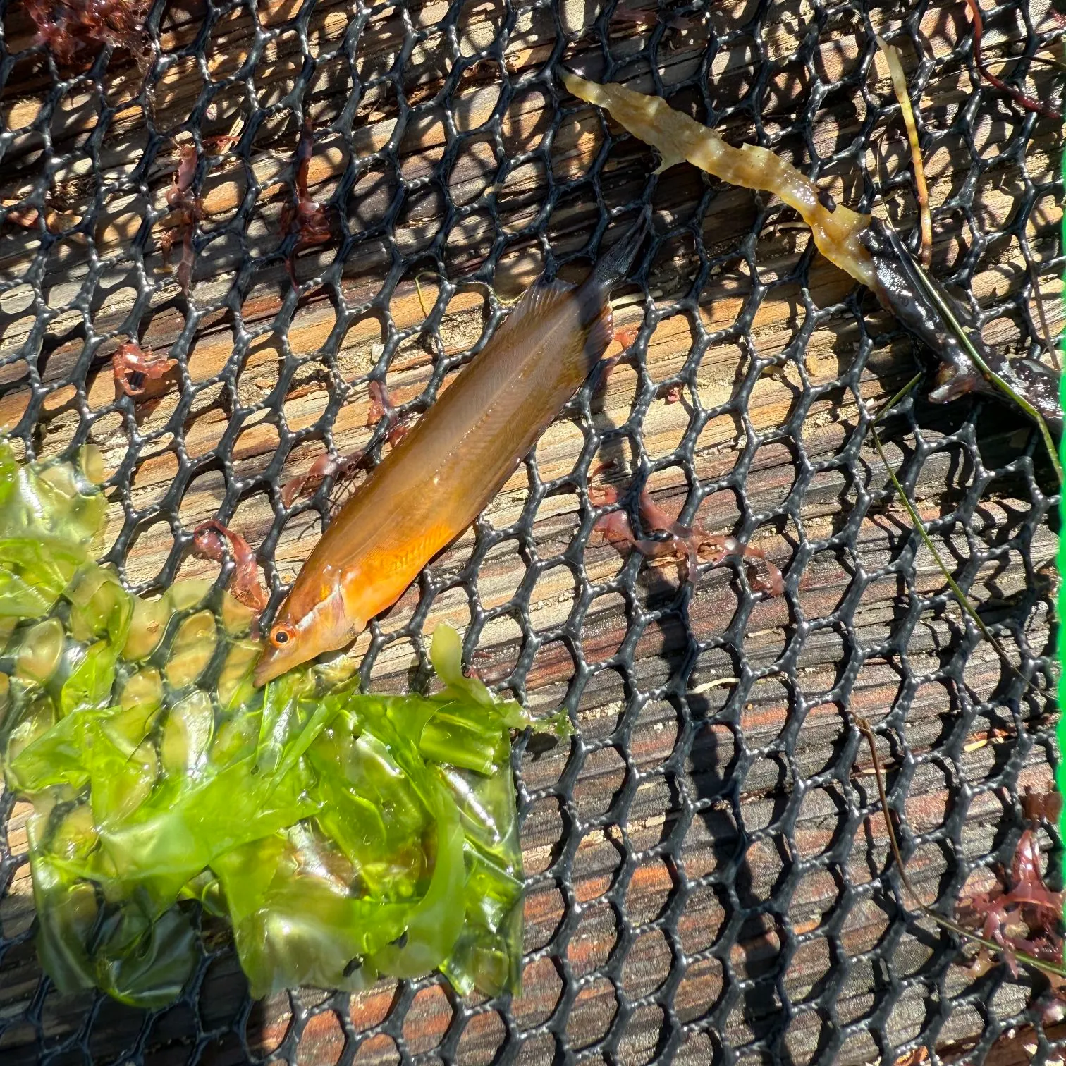 The most recent Penpoint gunnel catches on Fishbrain