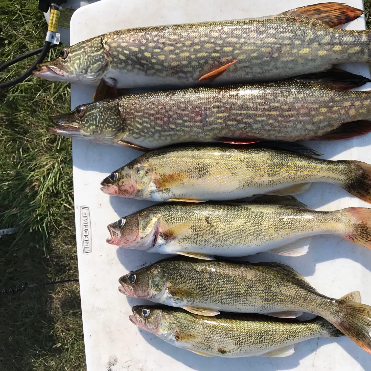 recently logged catches