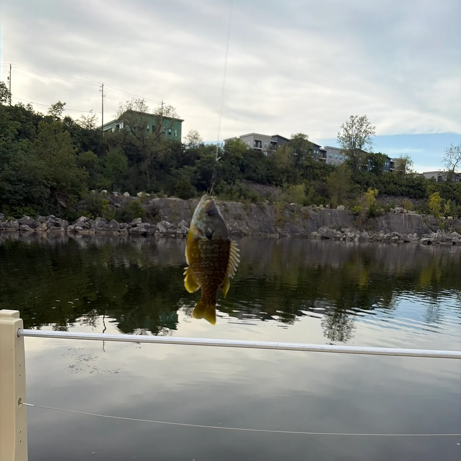 Bluegill caught on Fishbrain