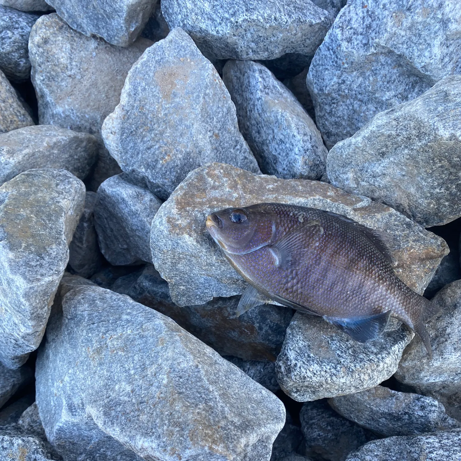 The most recent Black perch catches on Fishbrain
