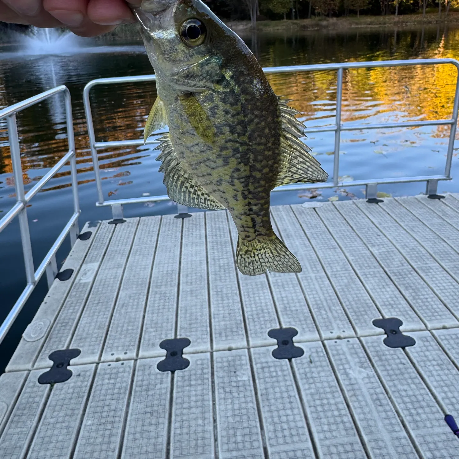 Black crappie caught on Fishbrain