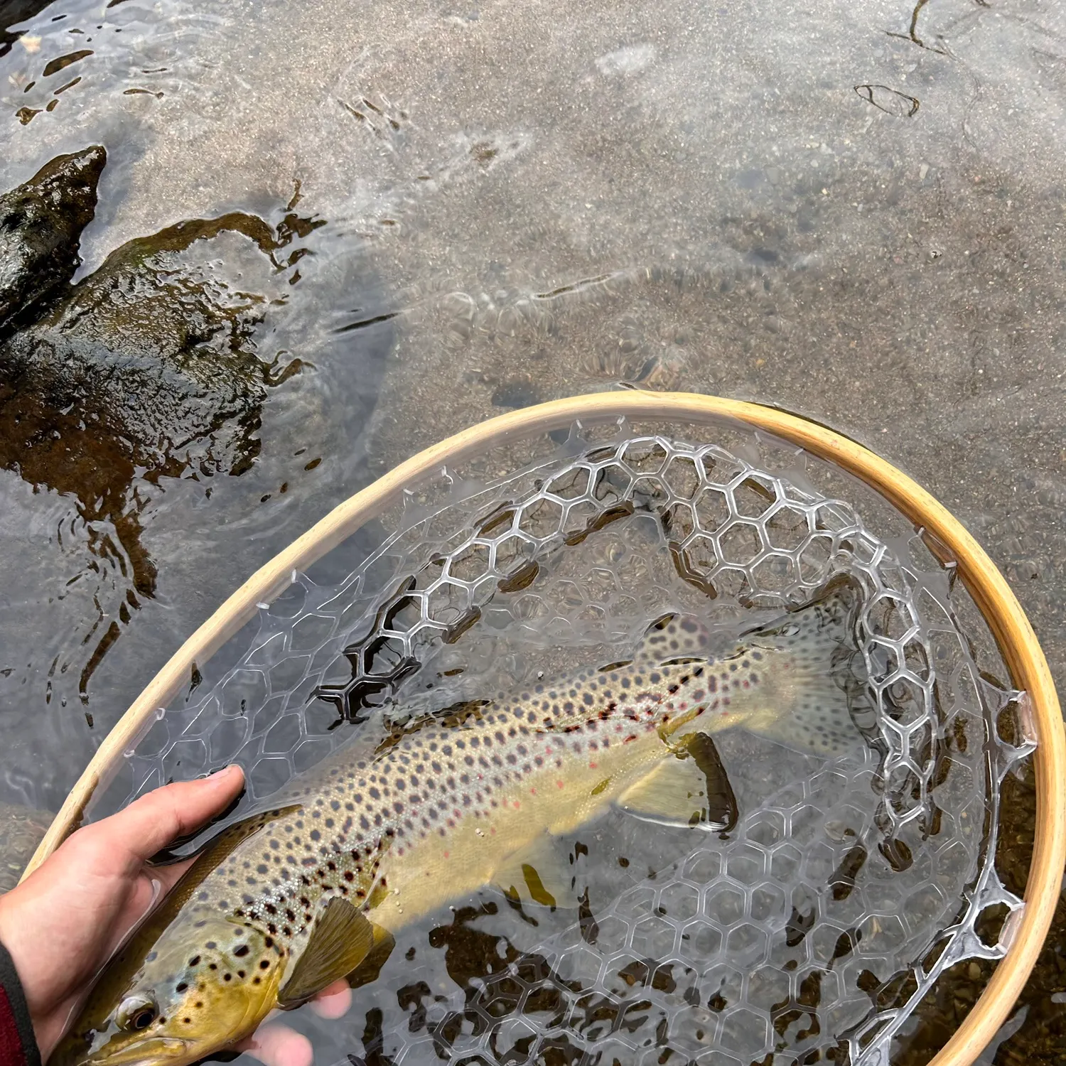Brown trout caught on Fishbrain