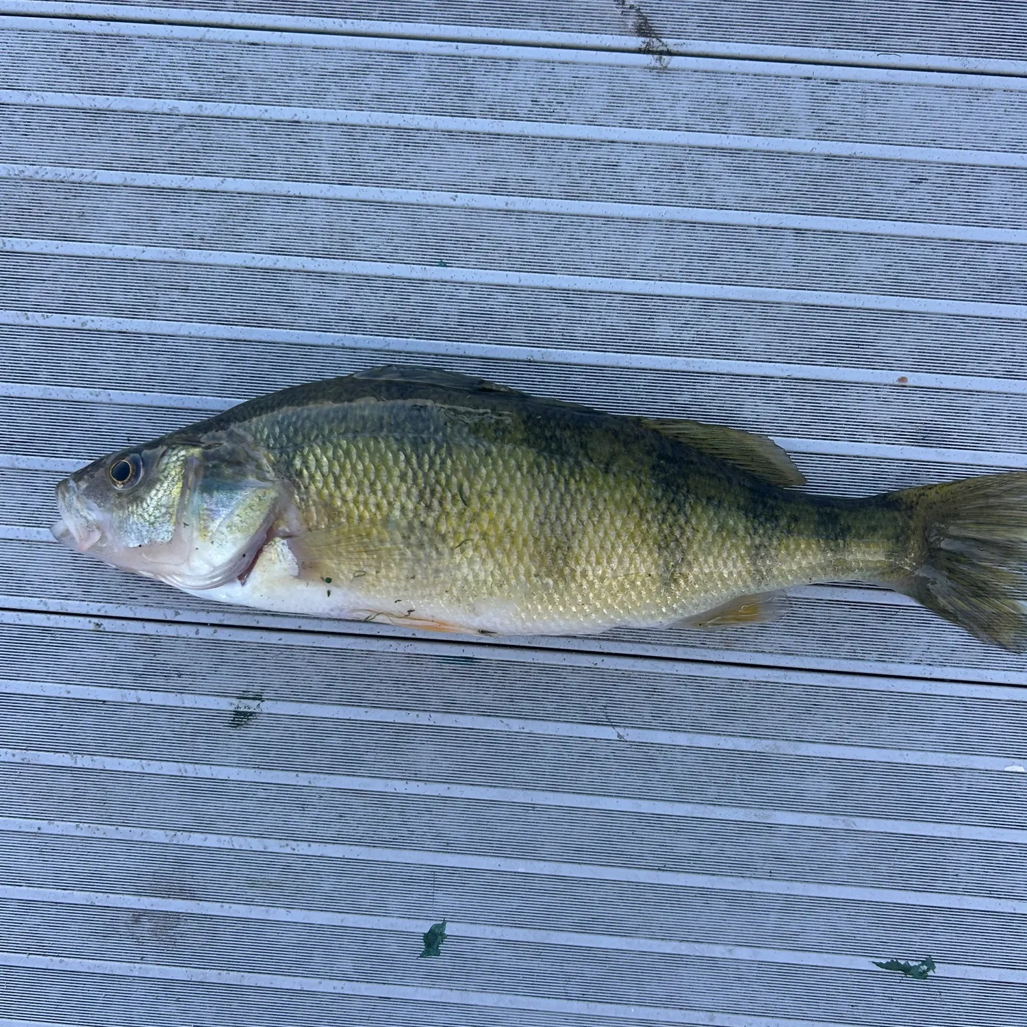 Yellow perch caught on Fishbrain