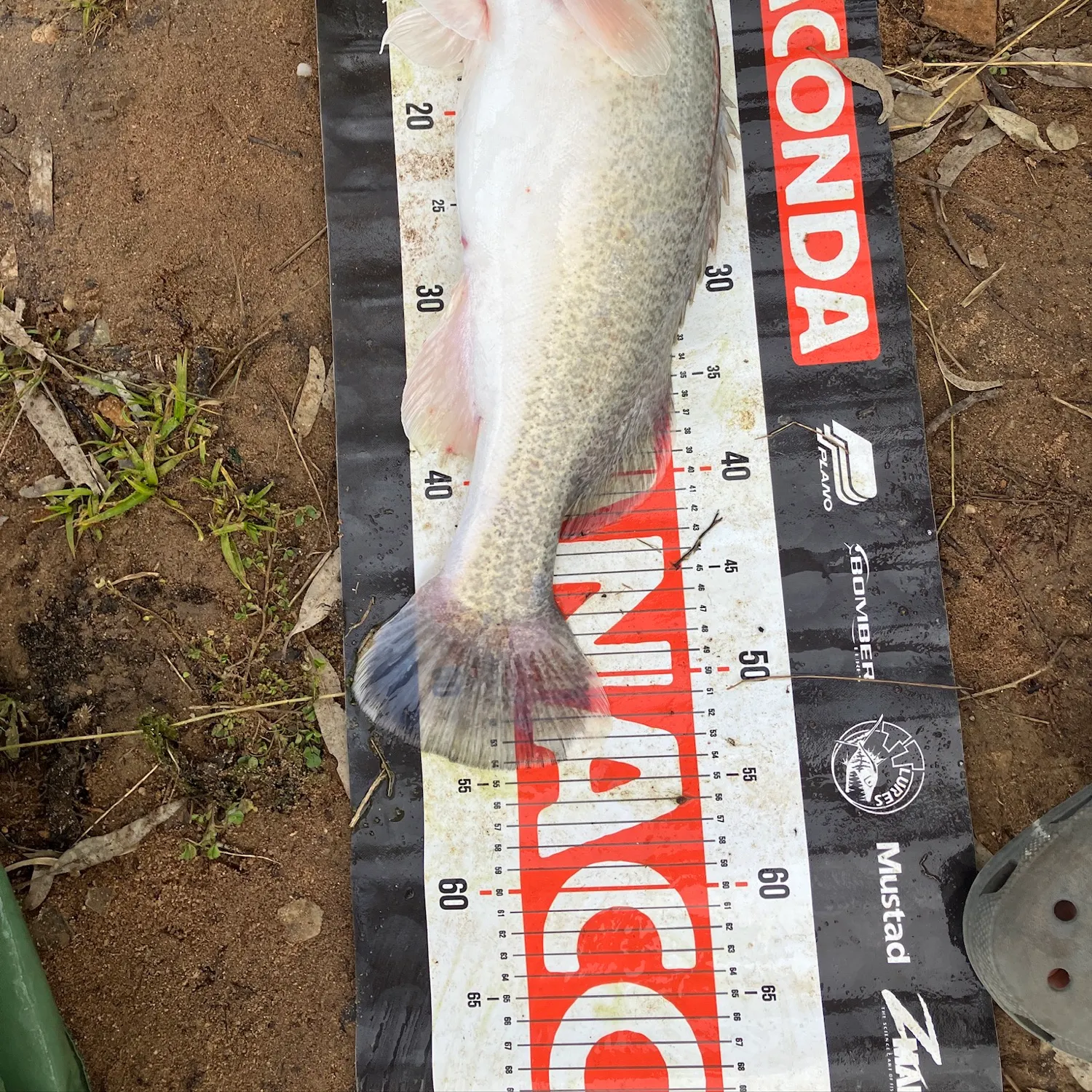 The most recent Murray cod catches on Fishbrain
