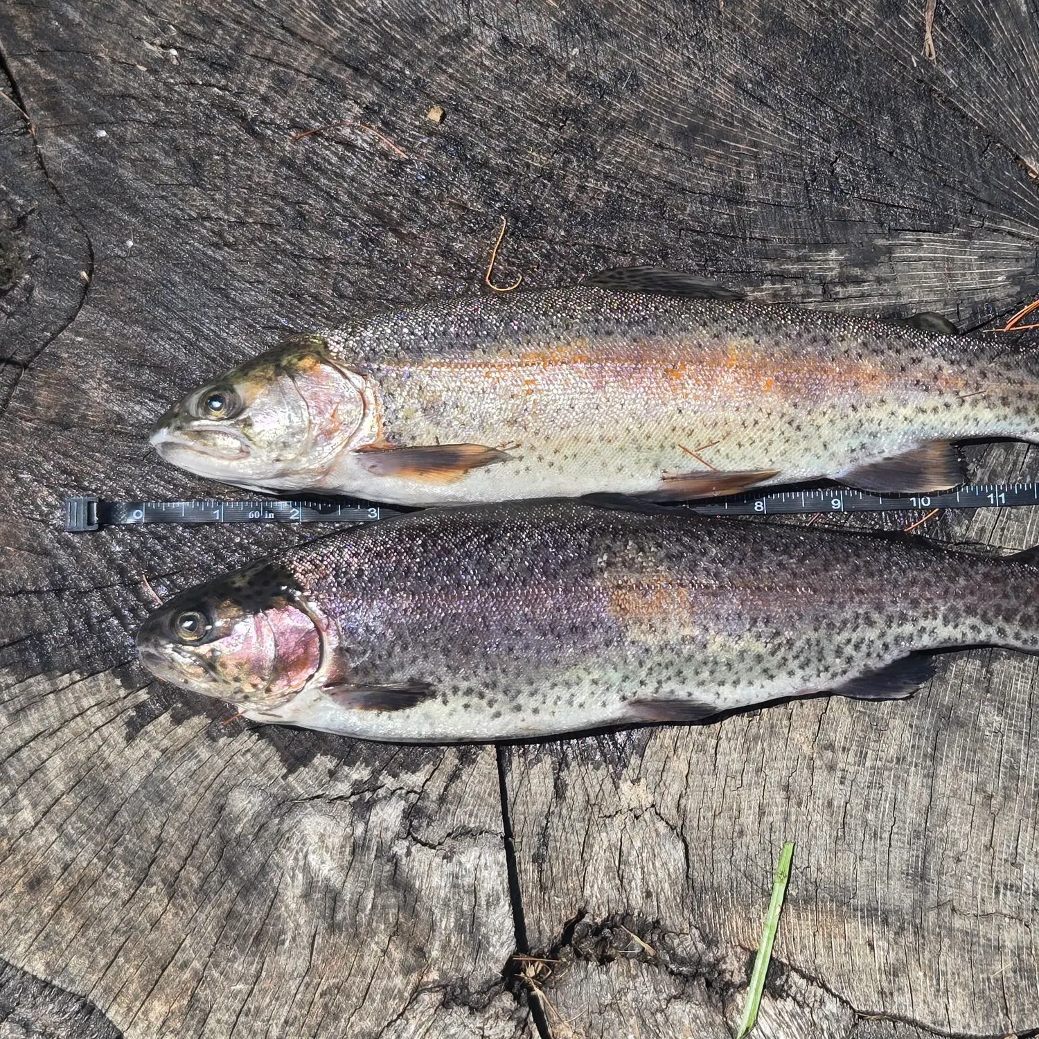 recently logged catches