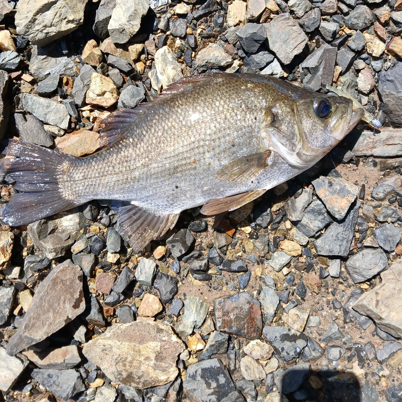 The most recent Estuary perch catches on Fishbrain