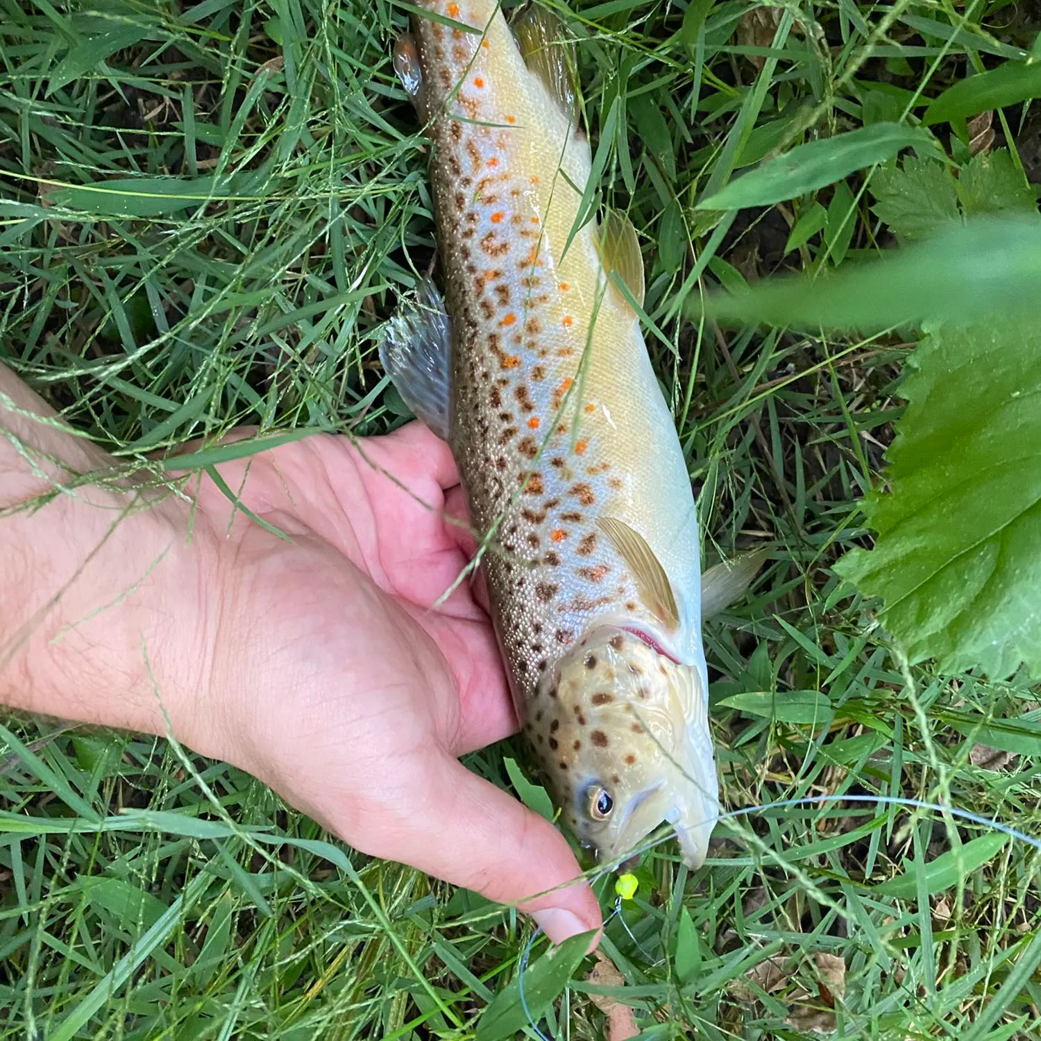 angler catch
