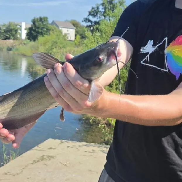 Channel catfish caught on Fishbrain