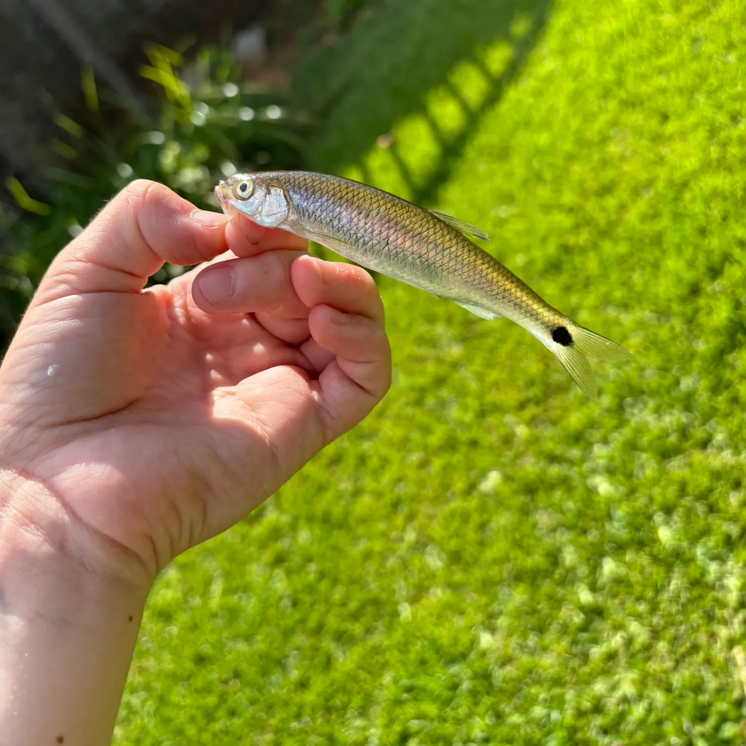 The most recent Blacktail shiner catches on Fishbrain