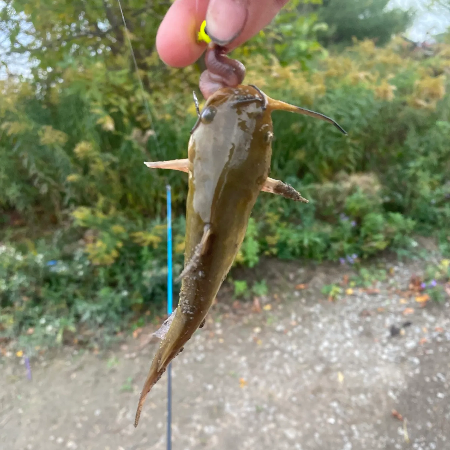 Yellow bullhead caught on Fishbrain