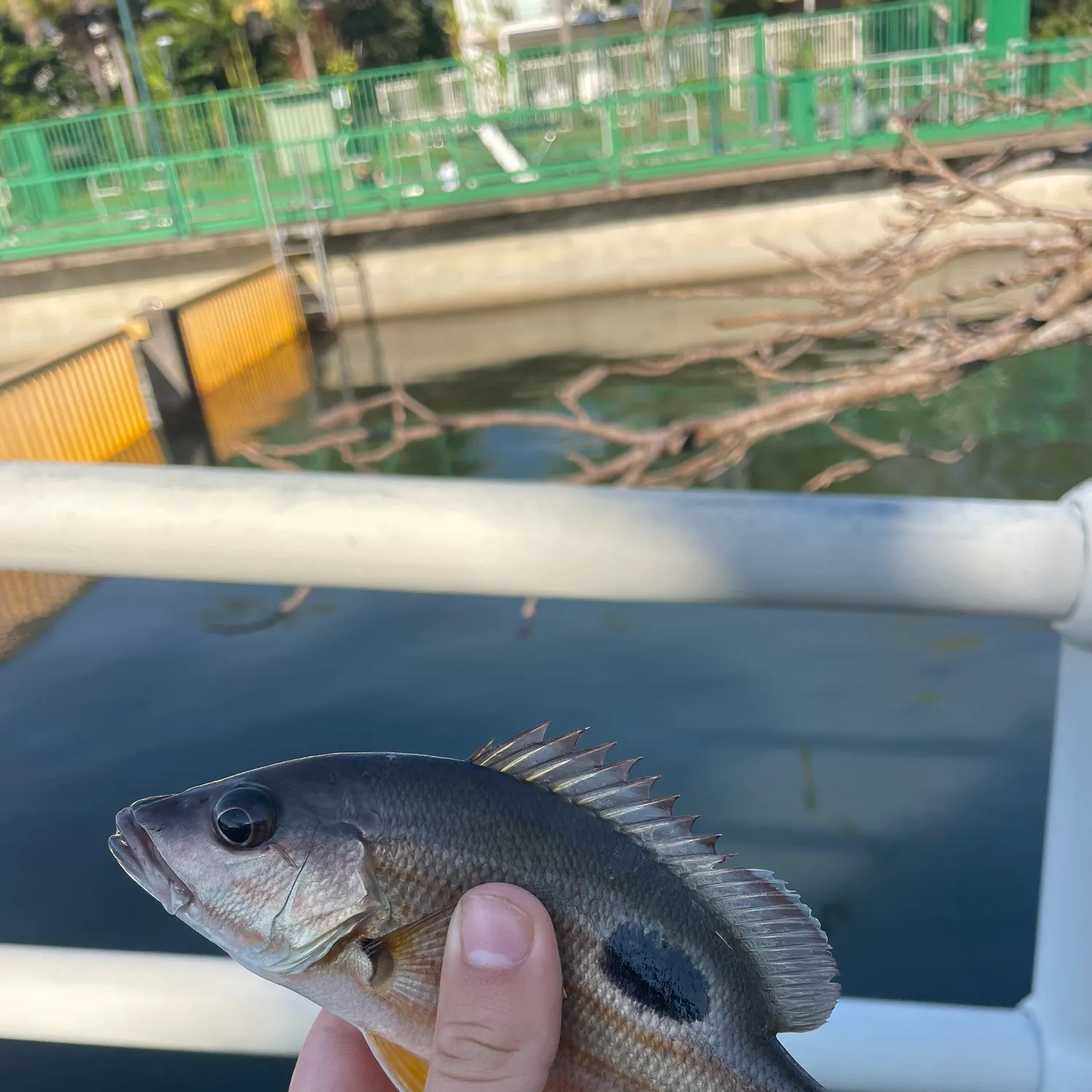 Moses perch caught on Fishbrain