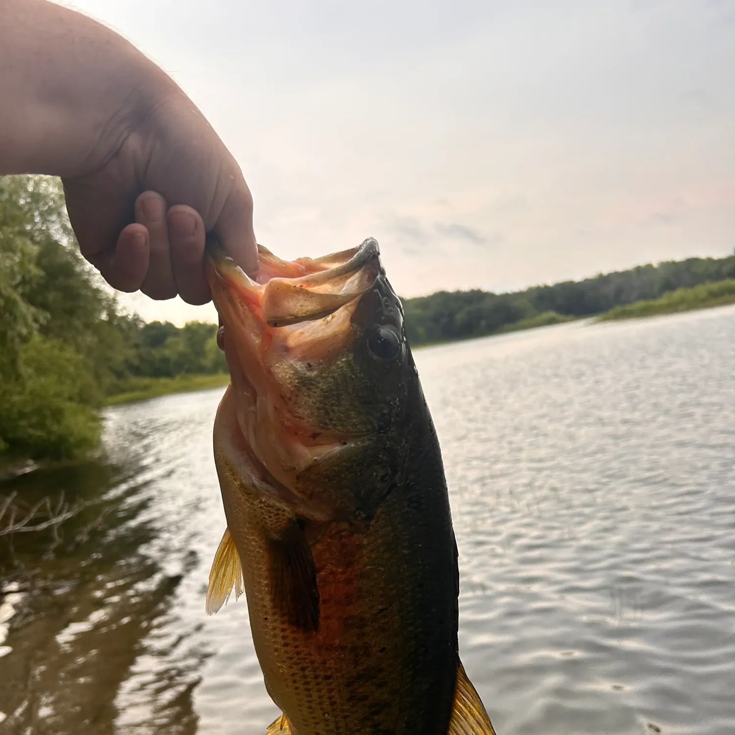 Largemouth bass caught on Fishbrain