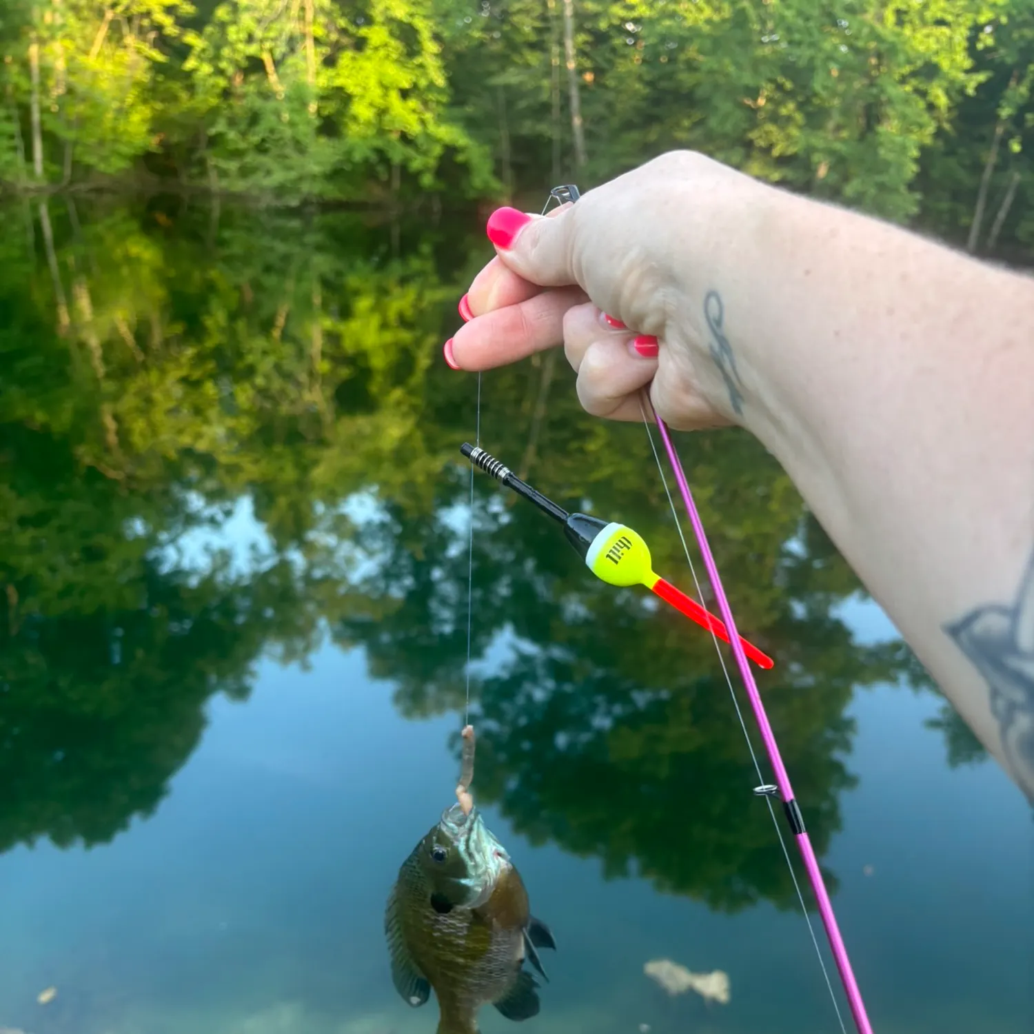 Bluegill caught on Fishbrain