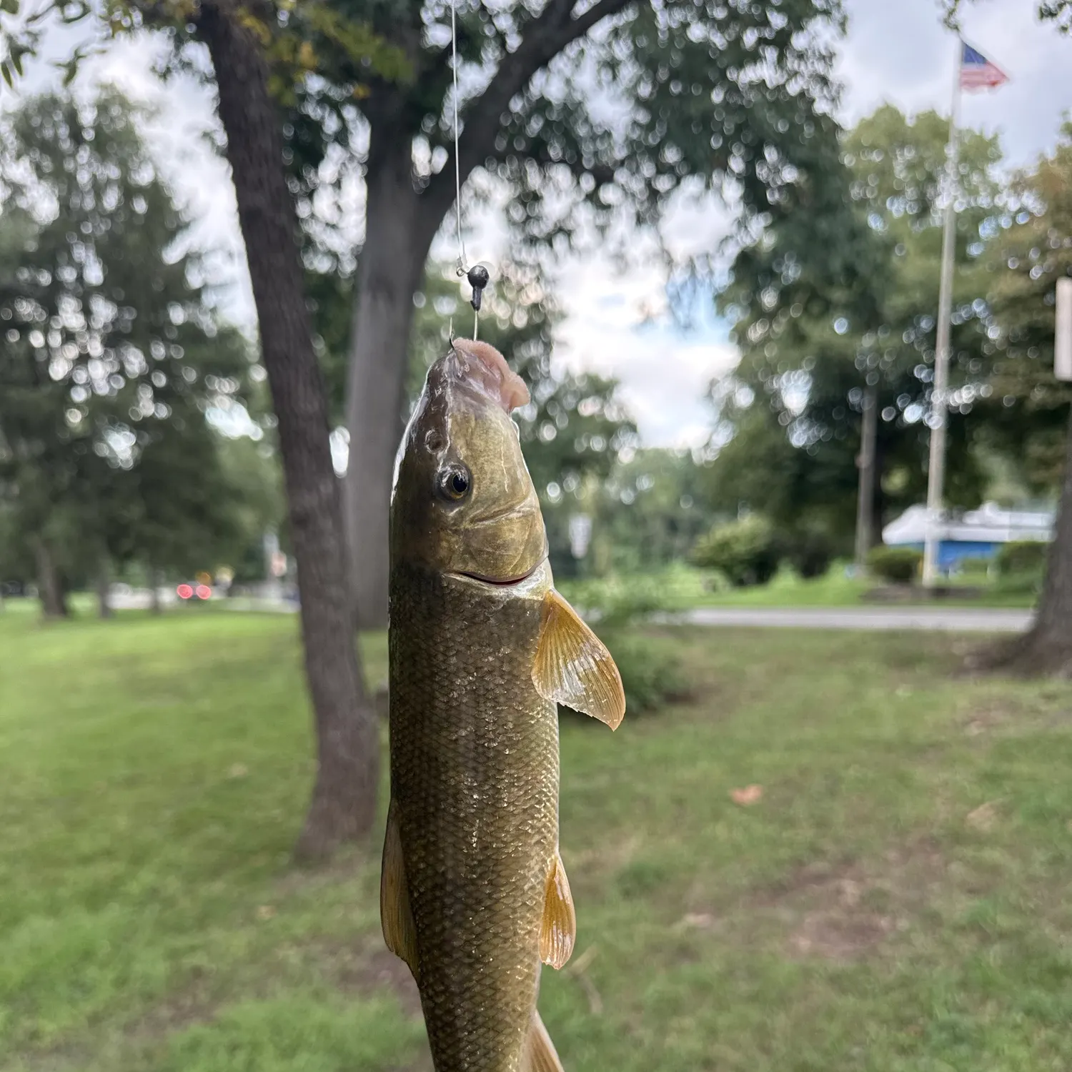 White sucker caught on Fishbrain