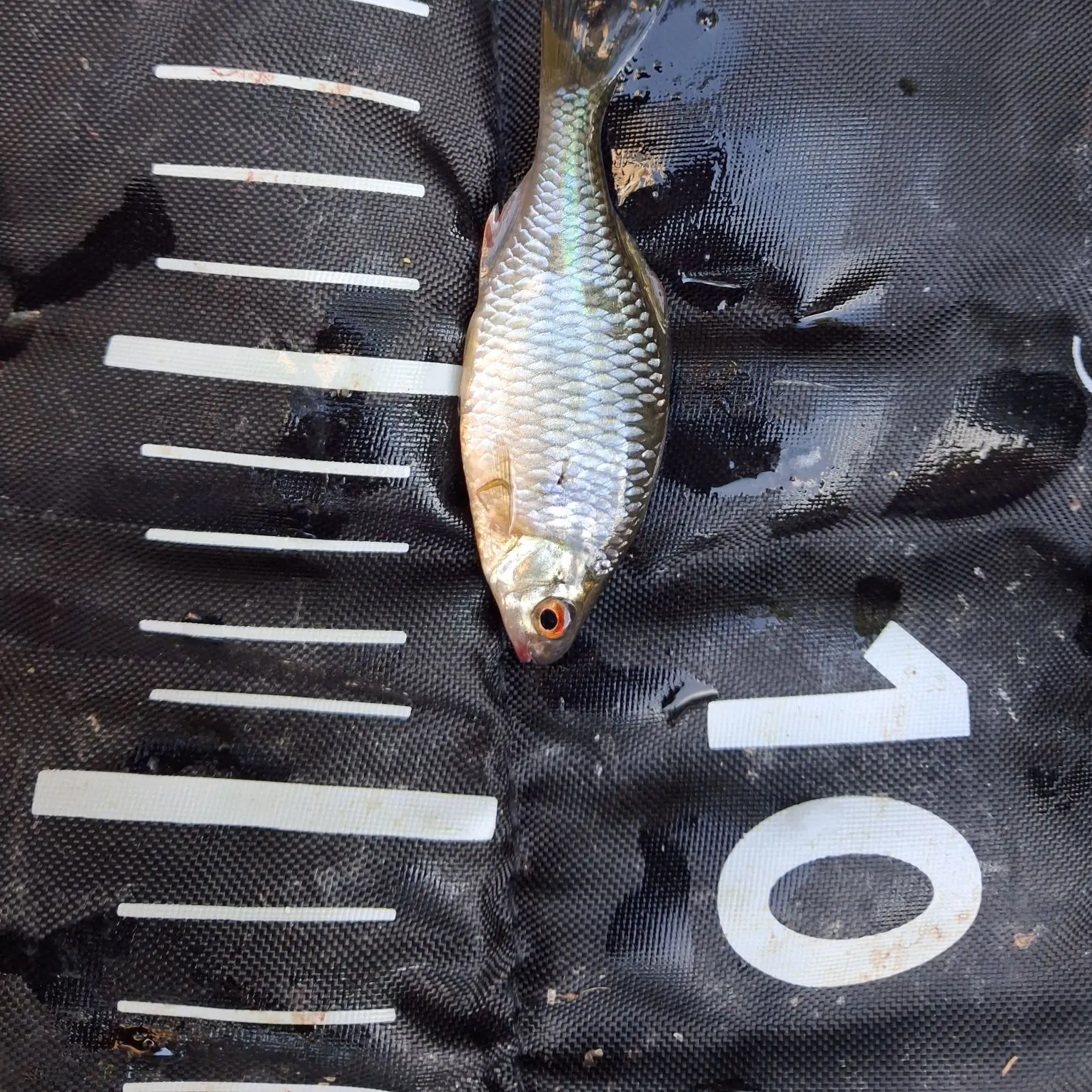 The most recent European bitterling catches on Fishbrain