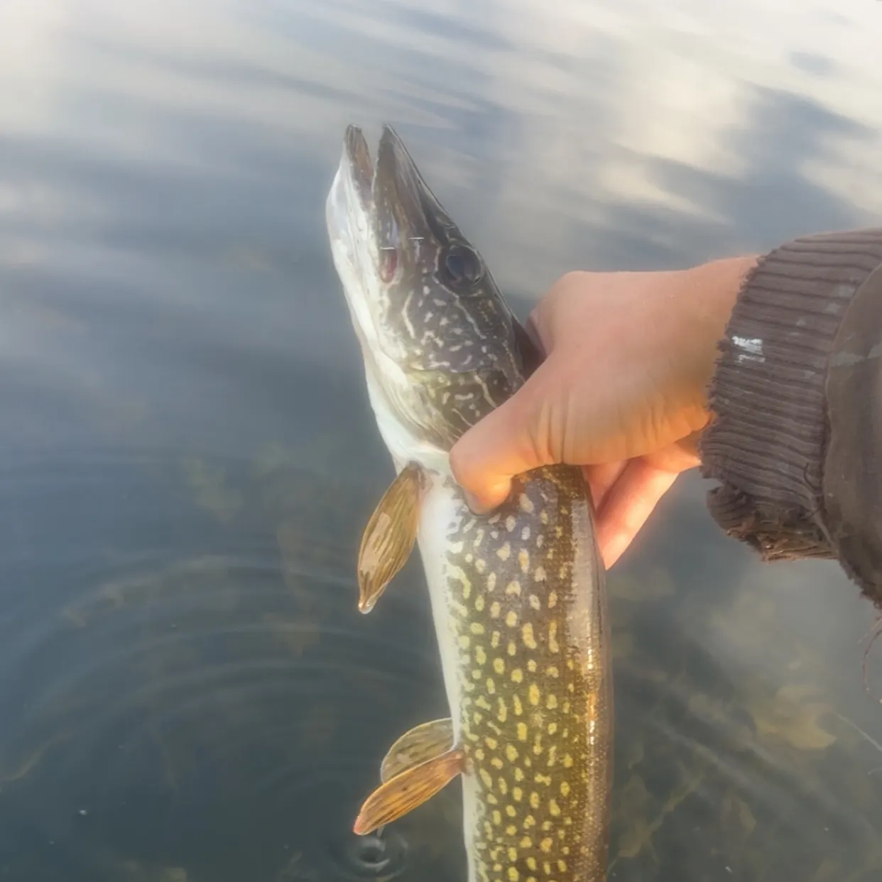 Northern pike caught on Fishbrain