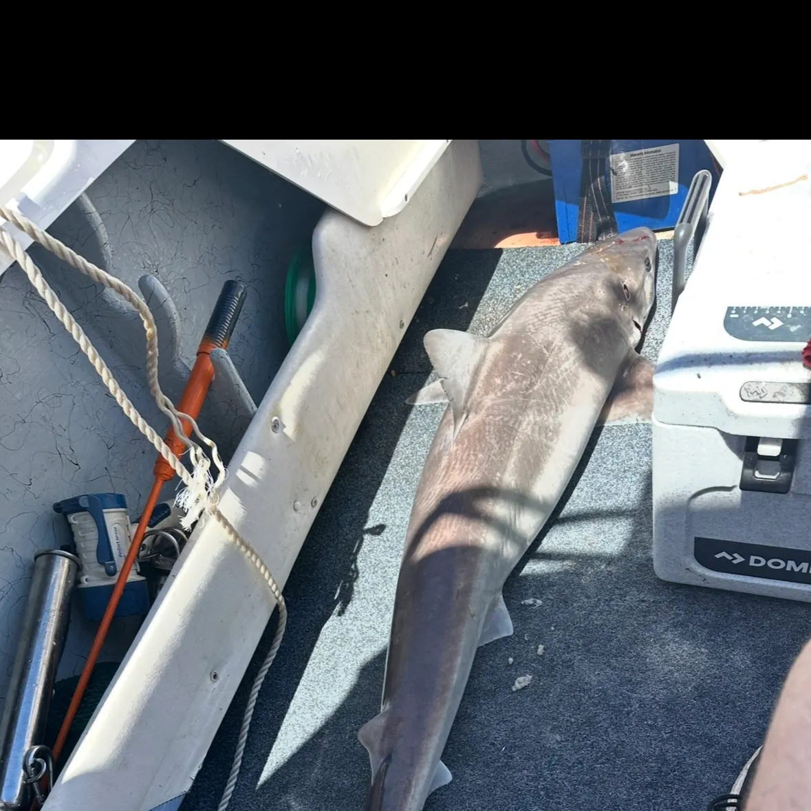 The most recent Tope shark catches on Fishbrain