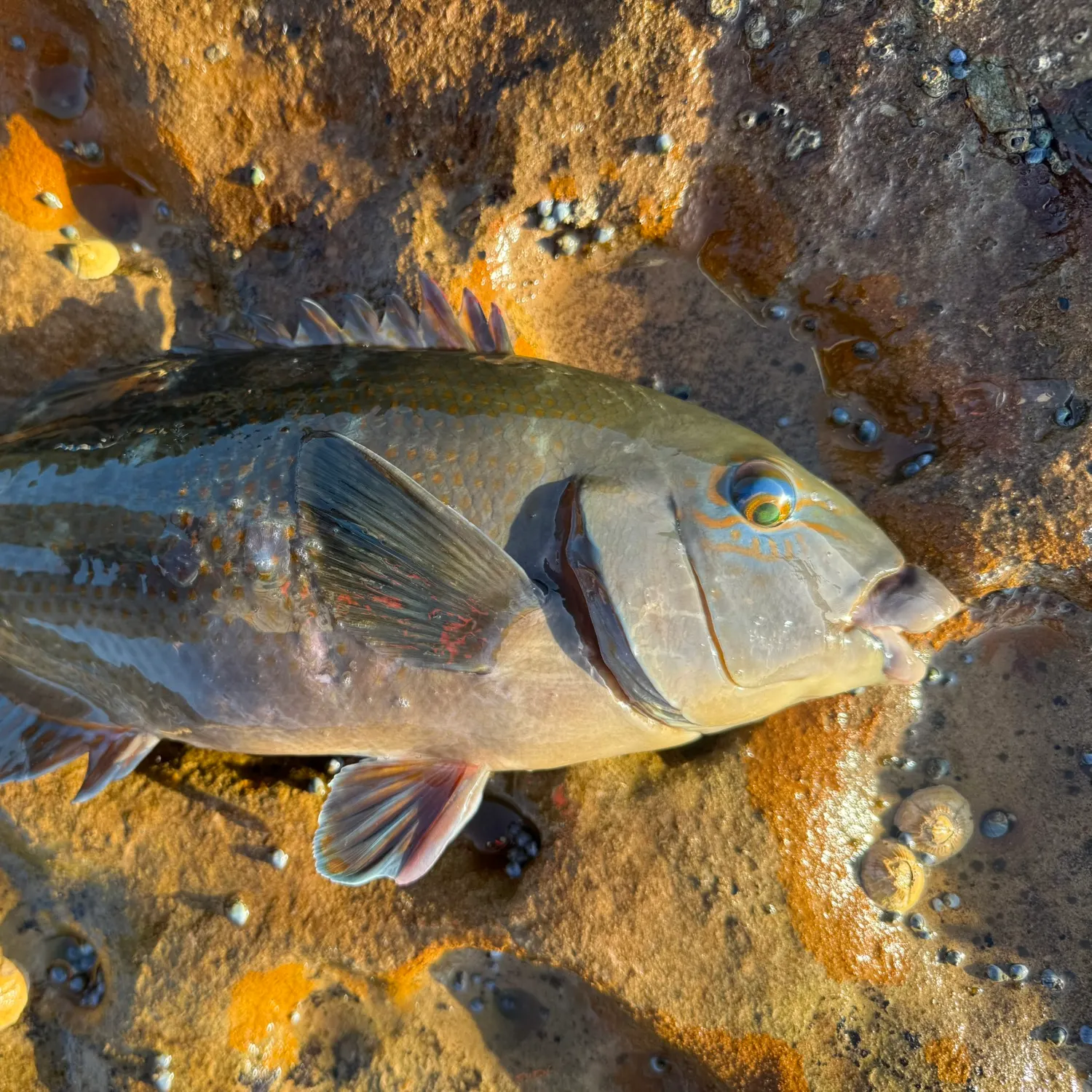 Eastern blue groper caught on Fishbrain