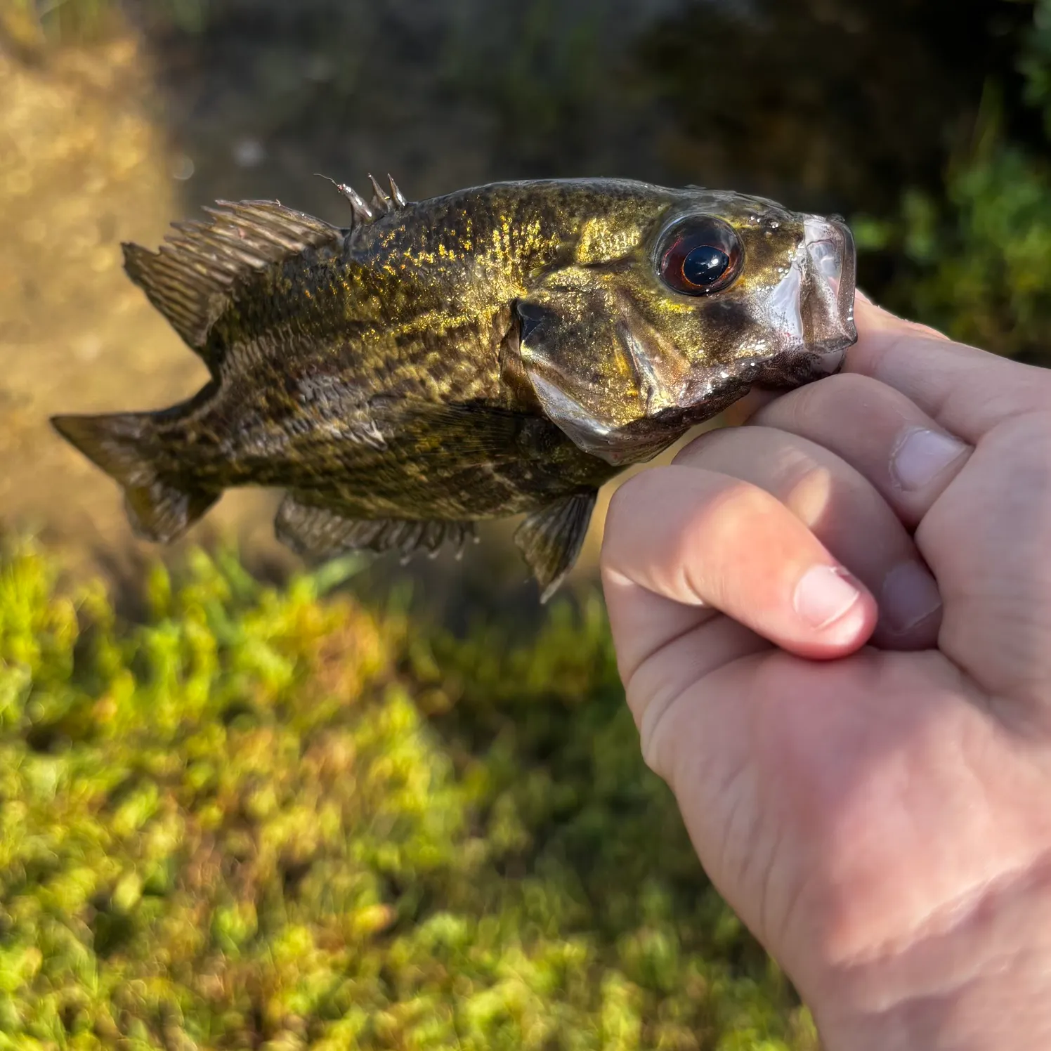 Rock bass caught on Fishbrain