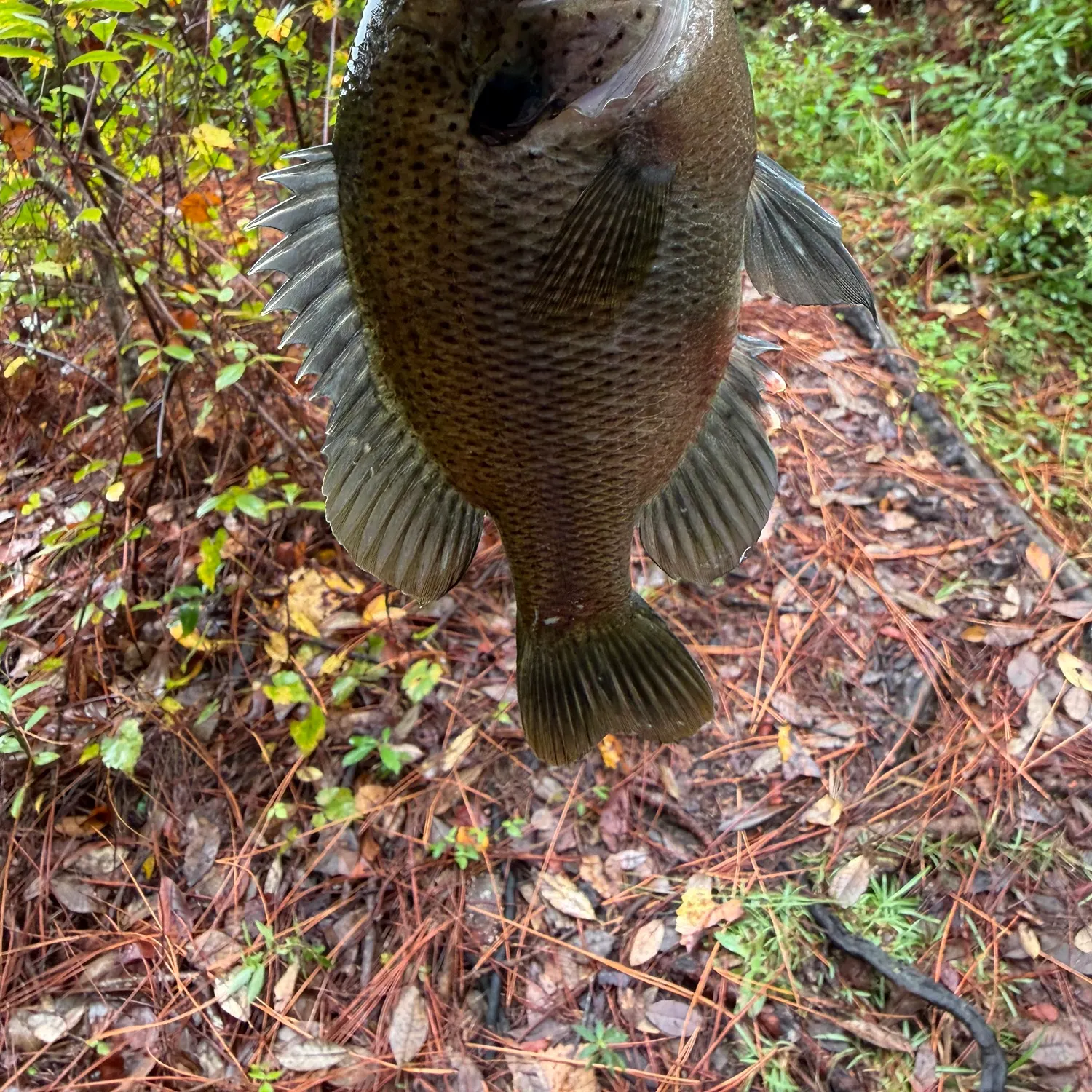 The most recent Spotted sunfish catches on Fishbrain