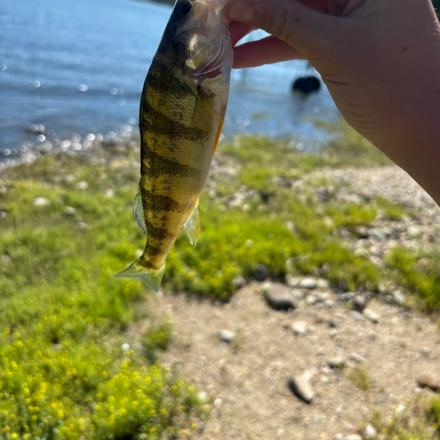 Yellow perch caught on Fishbrain