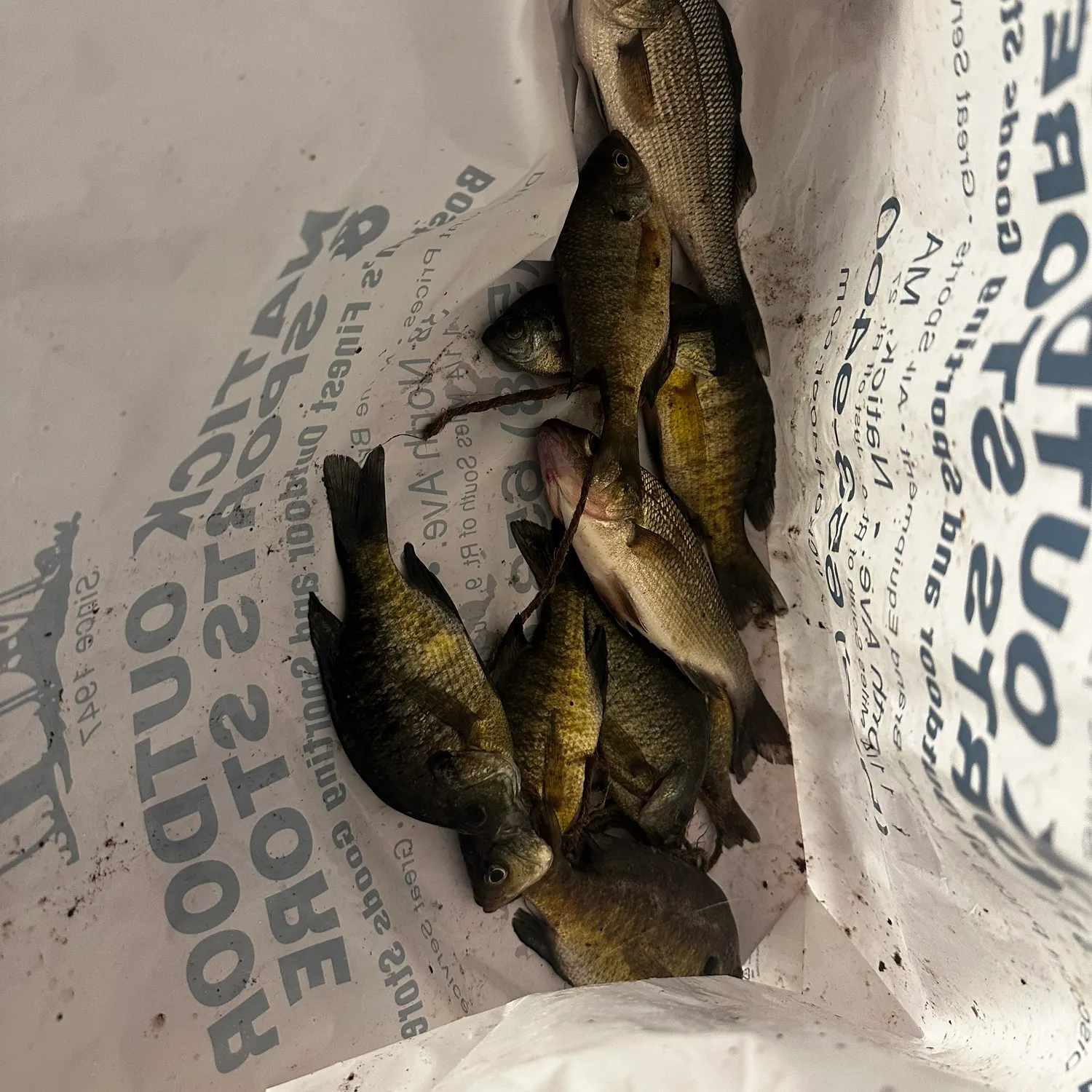 Bluegill caught on Fishbrain