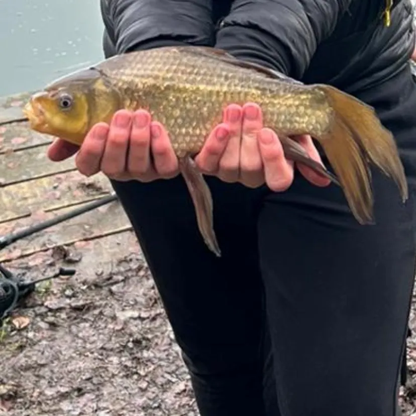 The most recent Crucian carp catches on Fishbrain