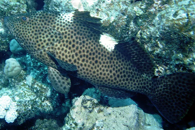 Highfin grouper