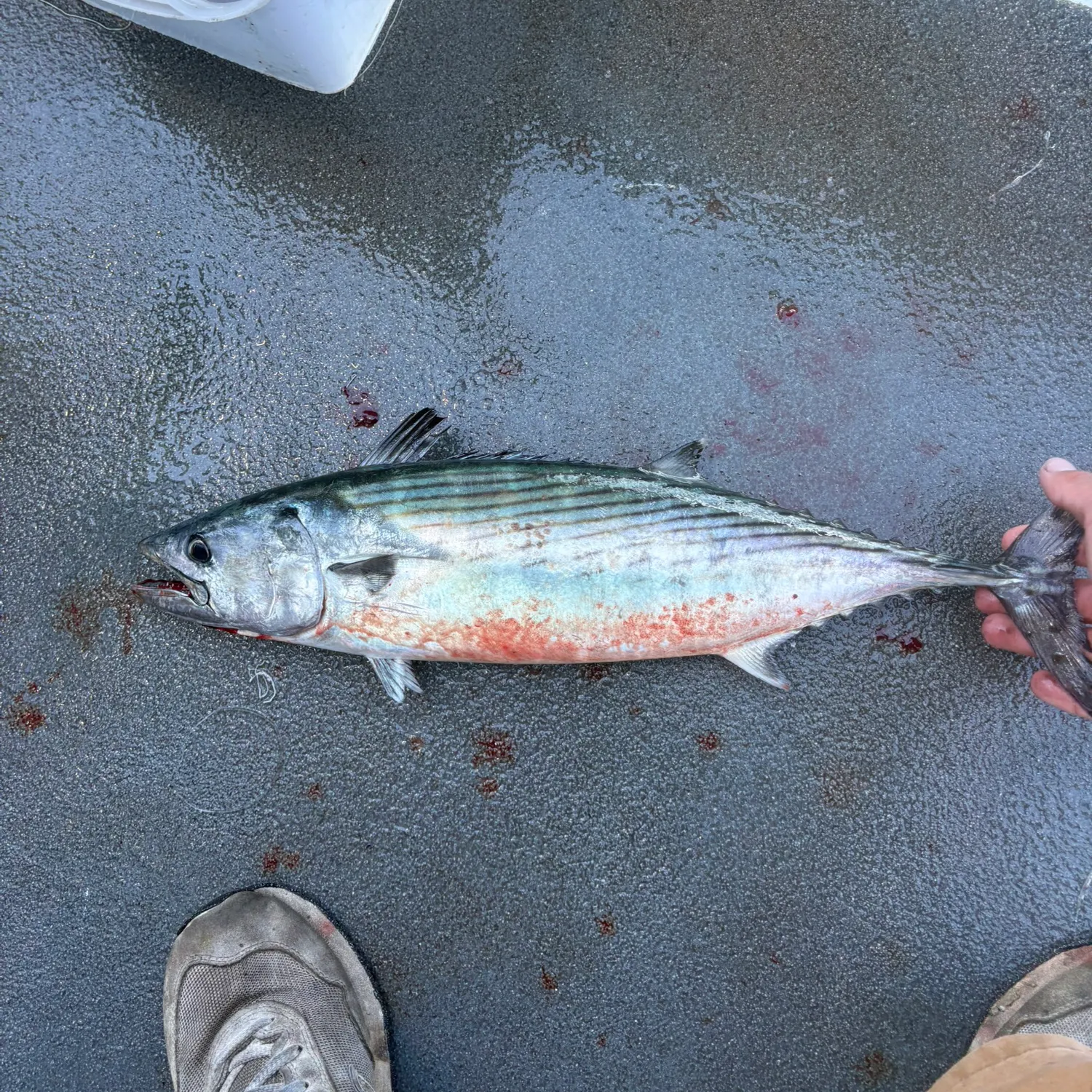 Atlantic bonito caught on Fishbrain