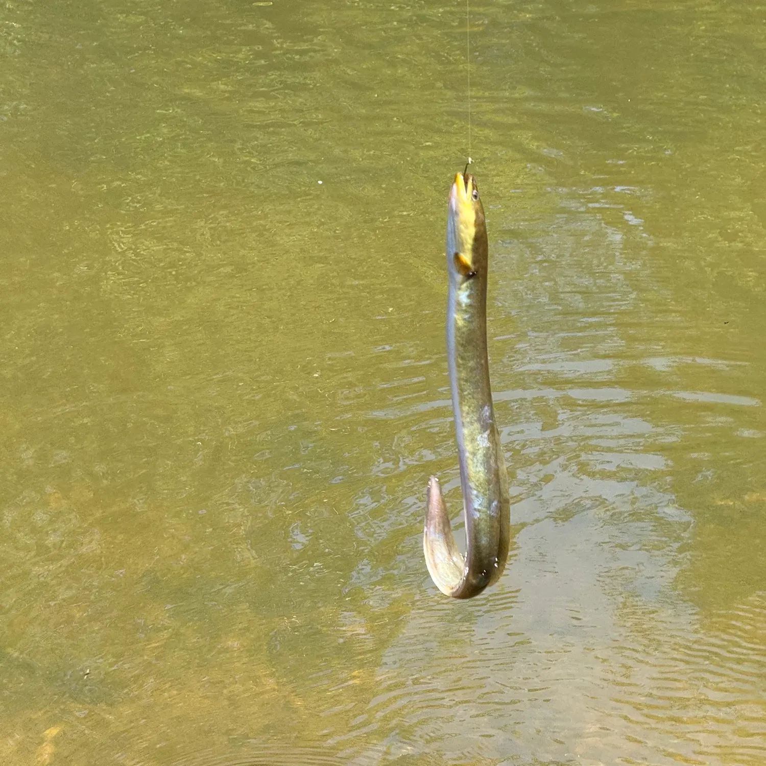 American eel caught on Fishbrain