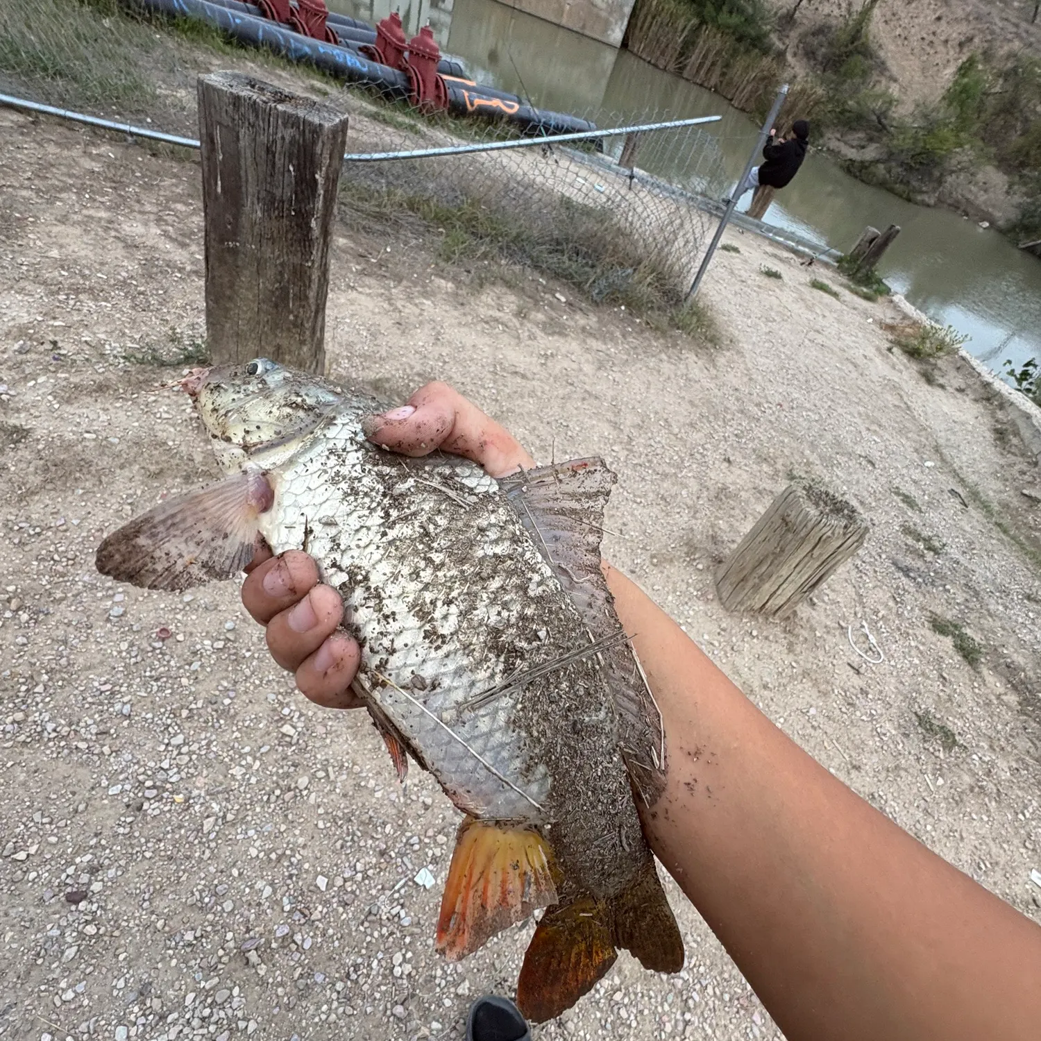 Common carp caught on Fishbrain