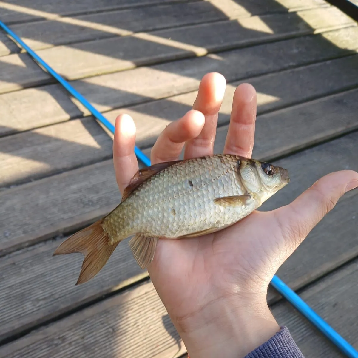 The most recent Crucian carp catches on Fishbrain