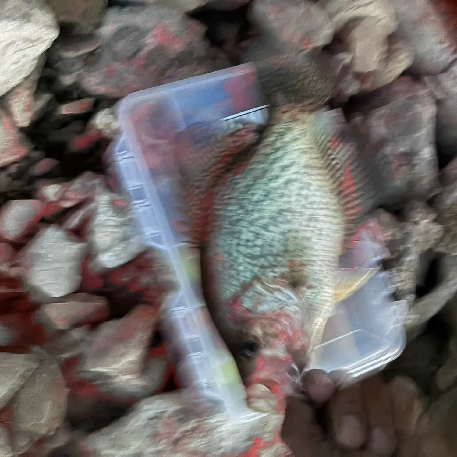 Black crappie caught on Fishbrain