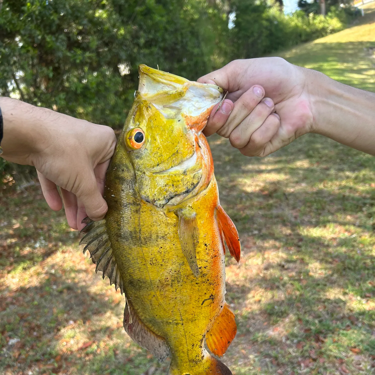 The most recent Speckled peacock bass catches on Fishbrain