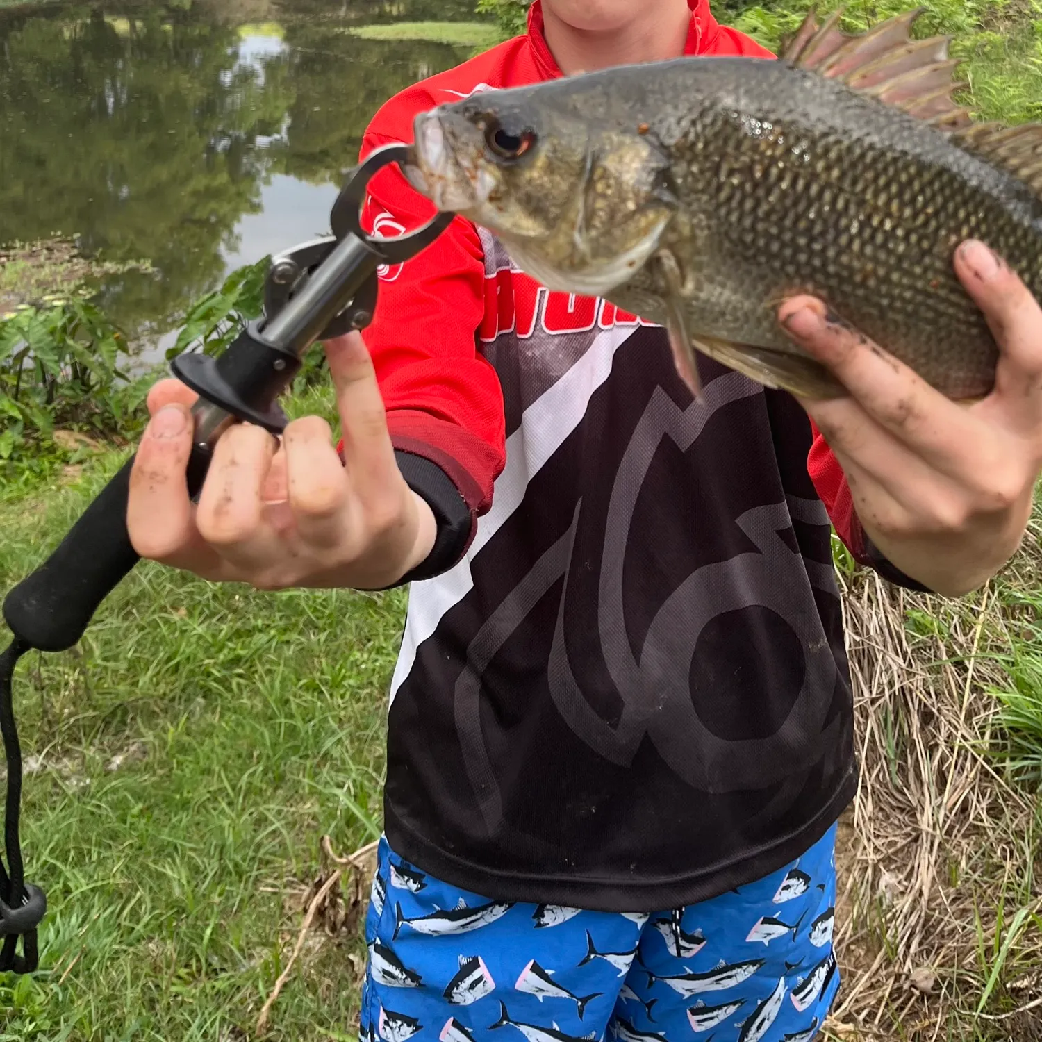 Australian bass caught on Fishbrain