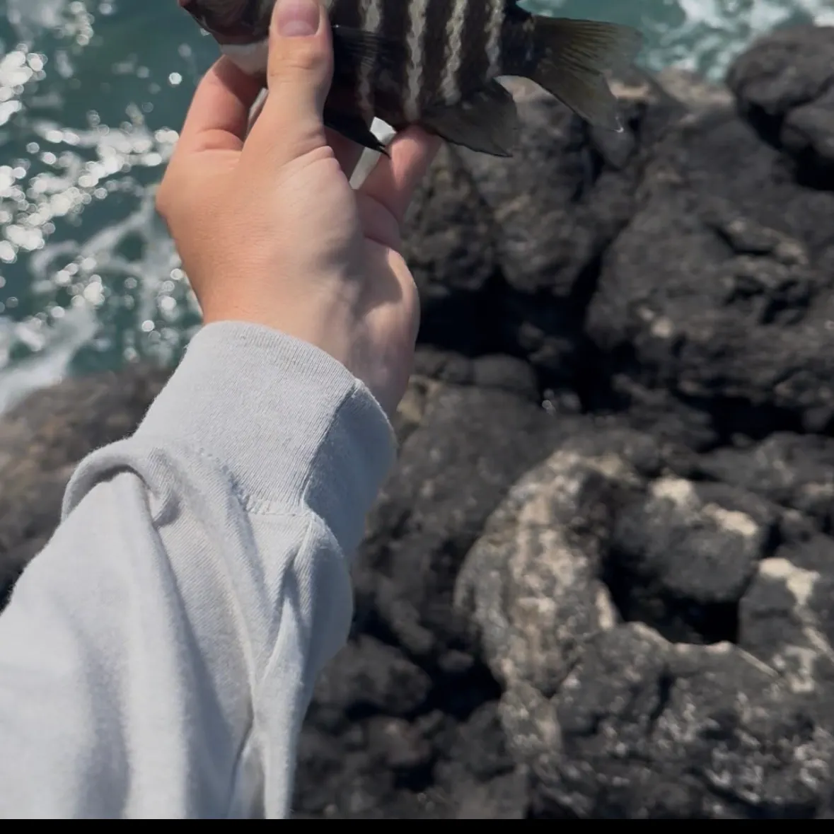 The most recent Blackspot sergeant catches on Fishbrain