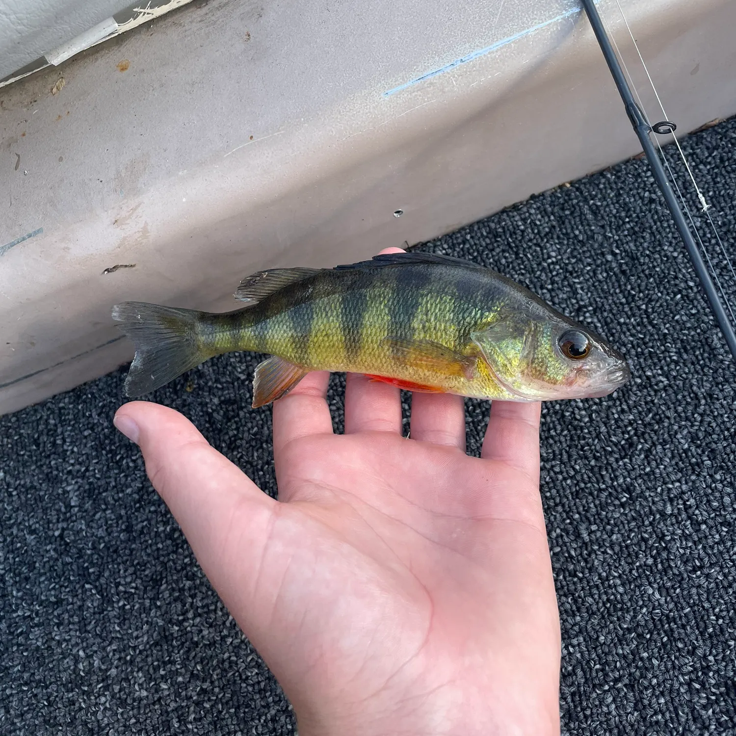 Yellow perch caught on Fishbrain