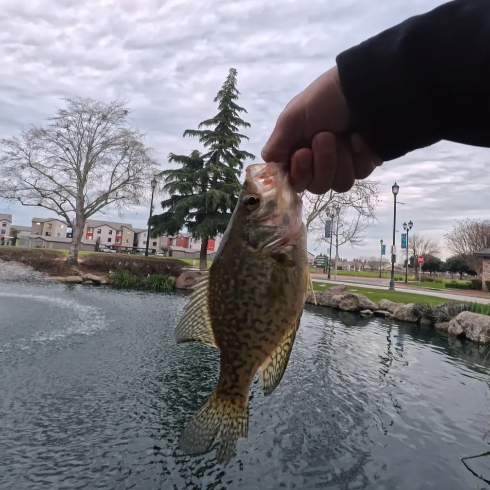 The most recent Black crappie catches on Fishbrain
