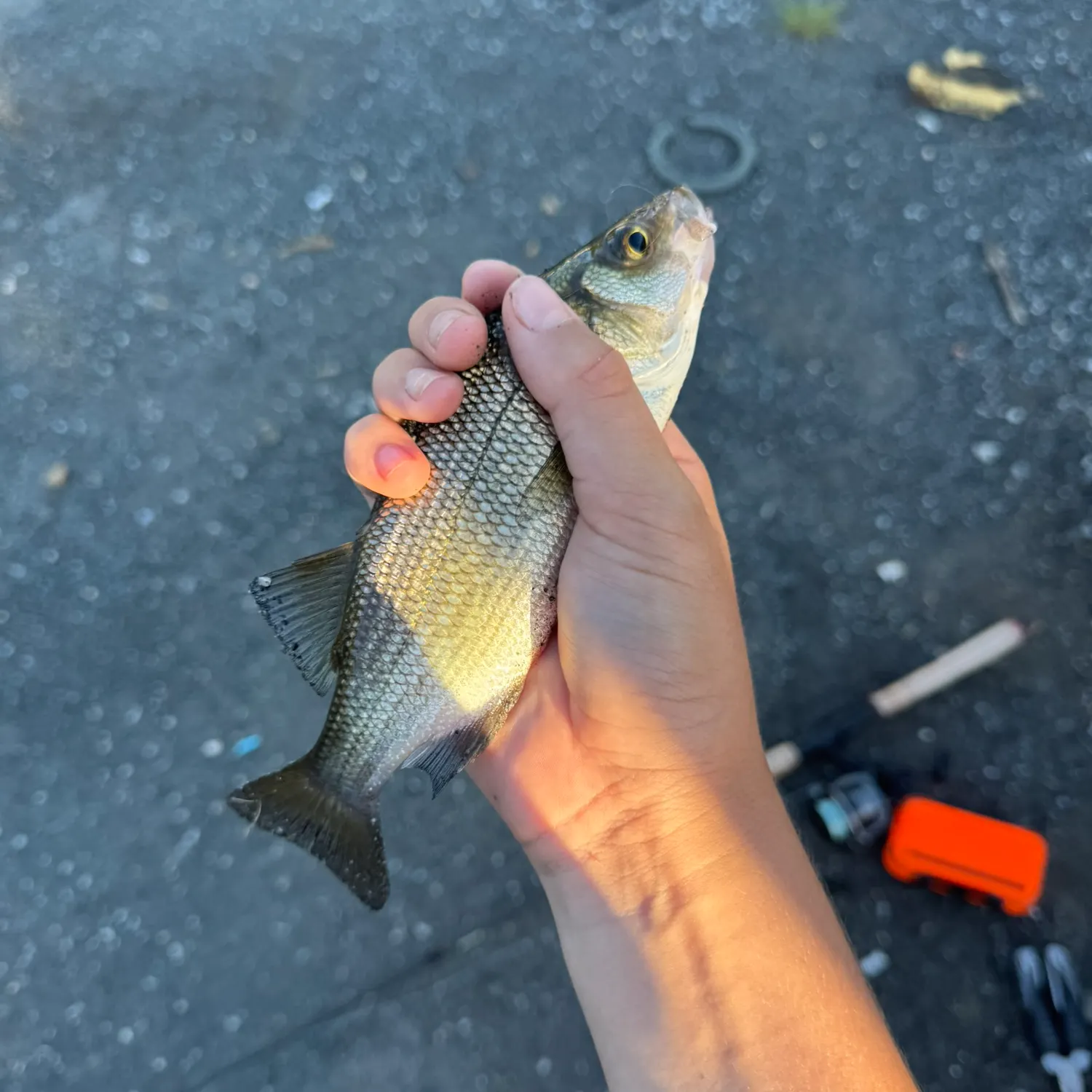 White perch caught on Fishbrain
