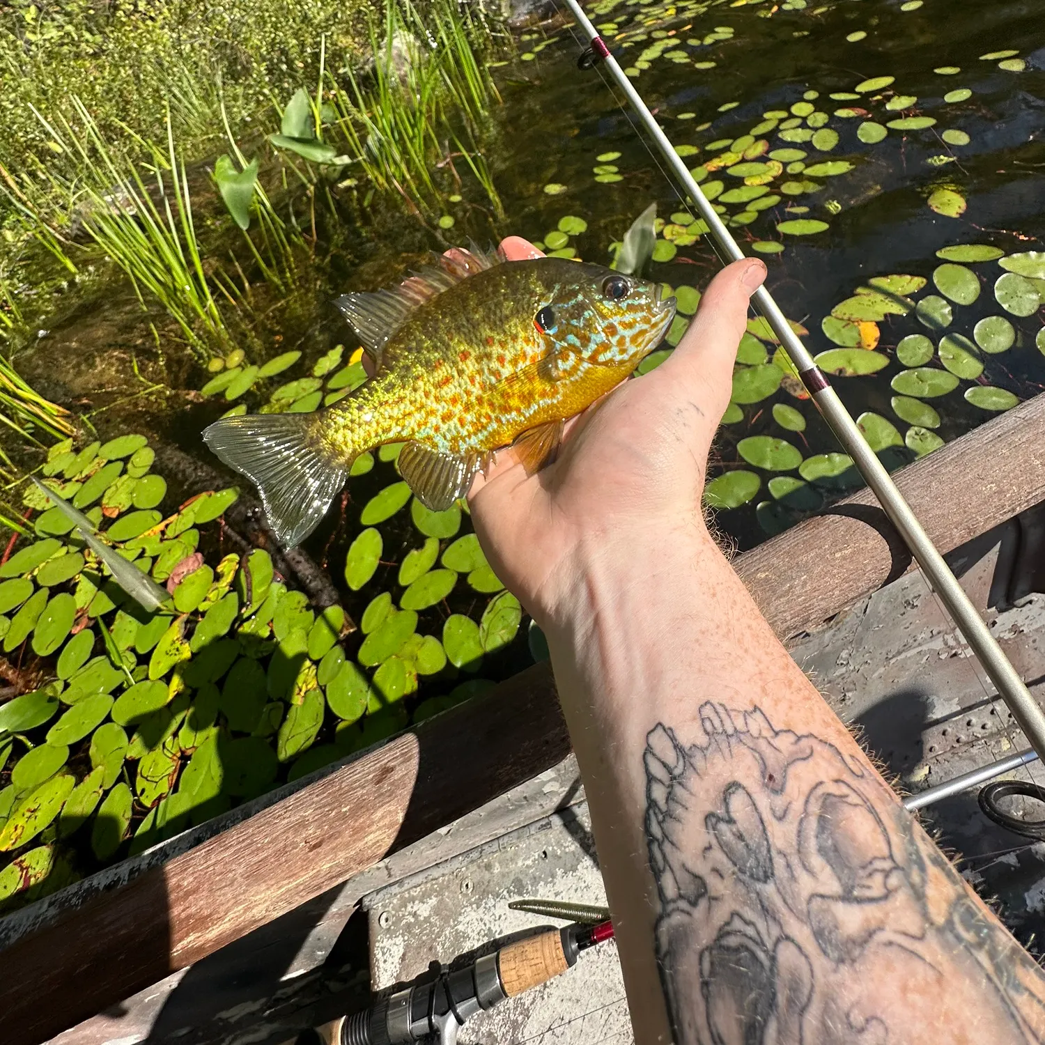 recently logged catches