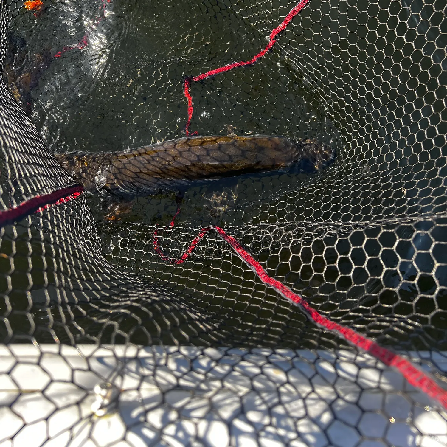 Fish caught on Fishbrain
