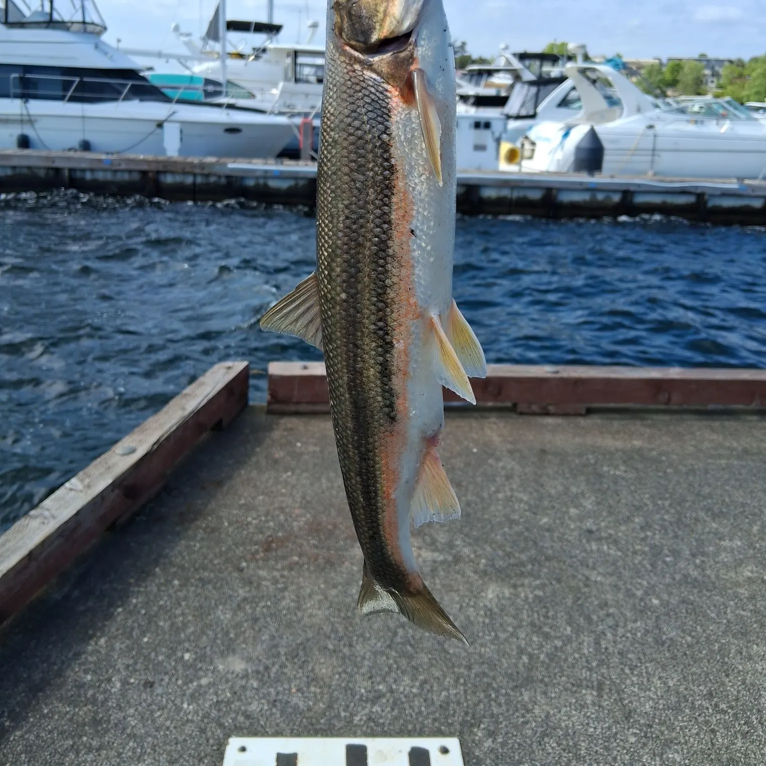 The most recent Peamouth catches on Fishbrain