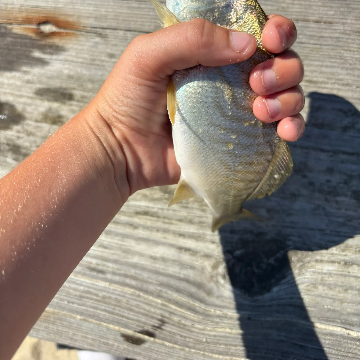 Spot croaker caught on Fishbrain