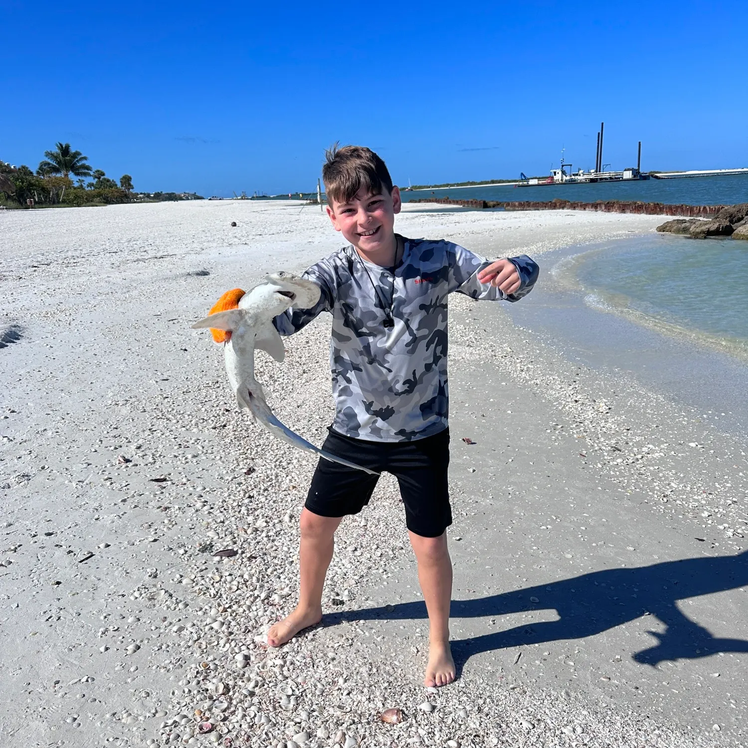 The most recent Bonnethead shark catches on Fishbrain