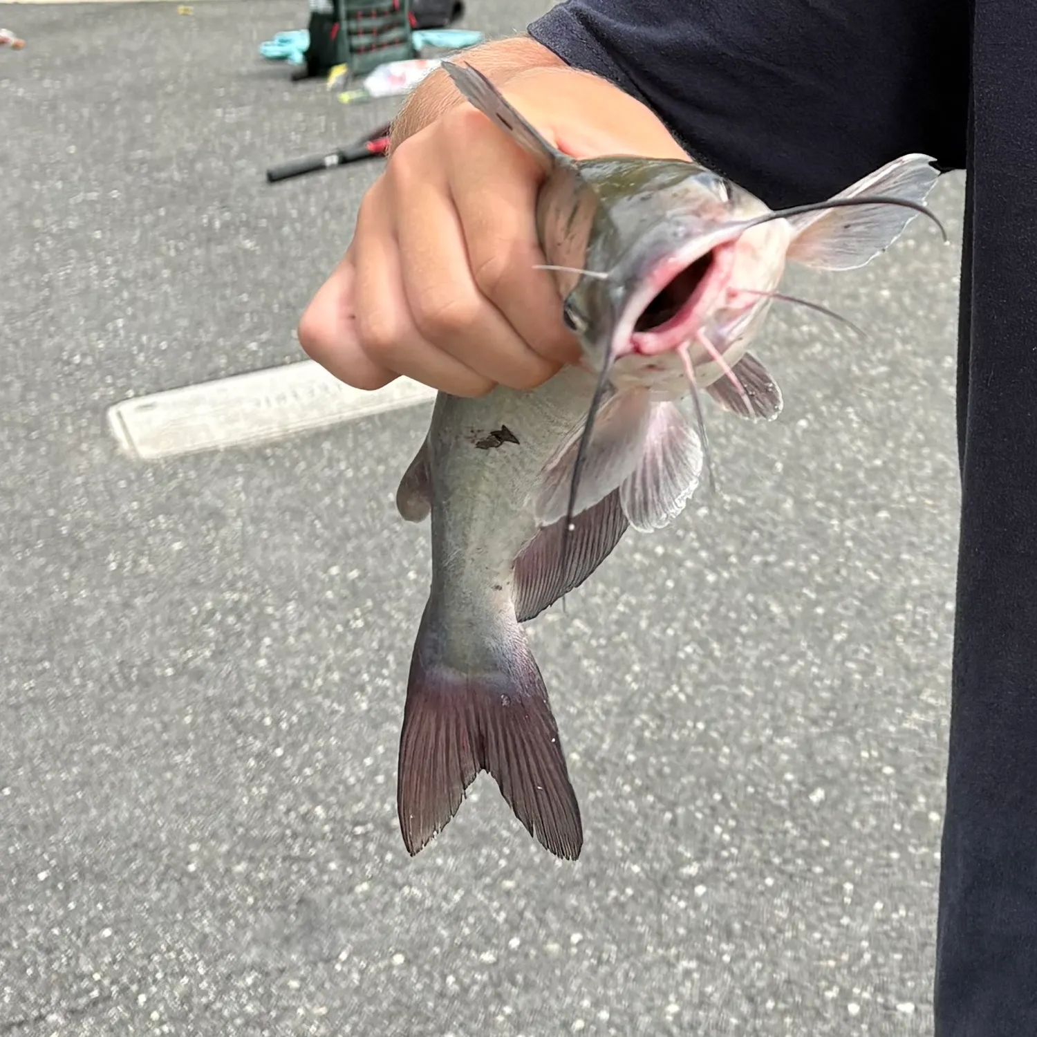 Channel catfish caught on Fishbrain