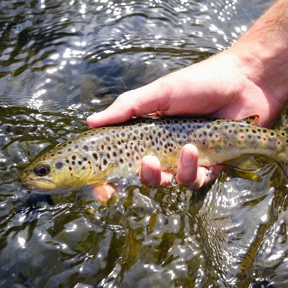 Brown trout caught on Fishbrain